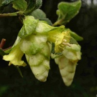 Strobilanthes calycina Nees